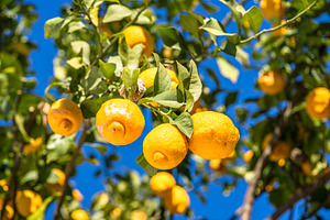 Ripe lemon fruits on lemon tree and blue sky at the background., a Food & Drink Photo by Volff