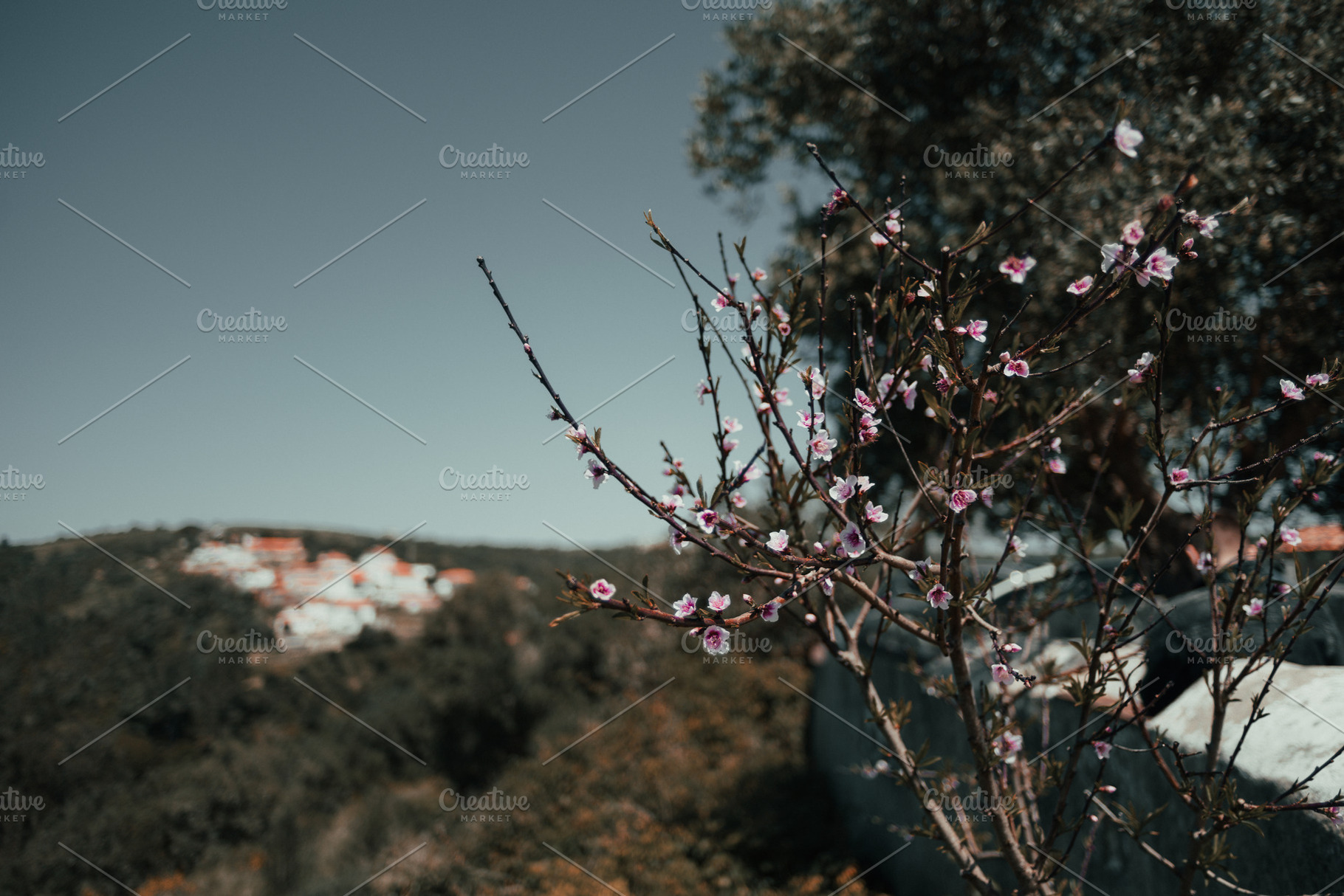 Blossoms with blurred village view, a Nature Photo by SkyNext