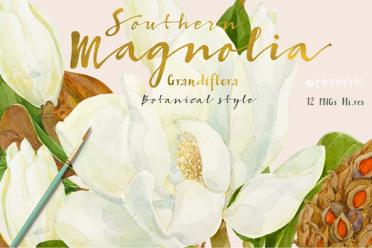 Southern MAGNOLIA-Vintage Clipart, an Illustration by watercolorwild.graphics (Photo 1 of 7)