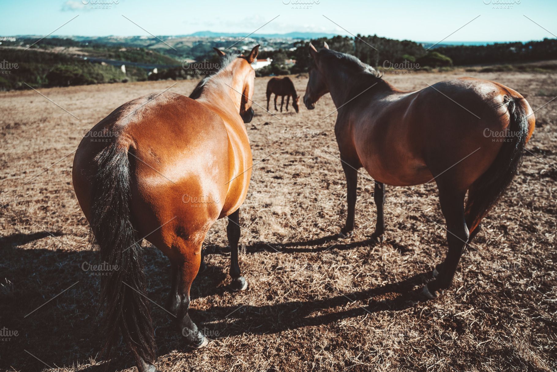 Horses Grazing in Dry Pasture, an Animal Photo by SkyNext
