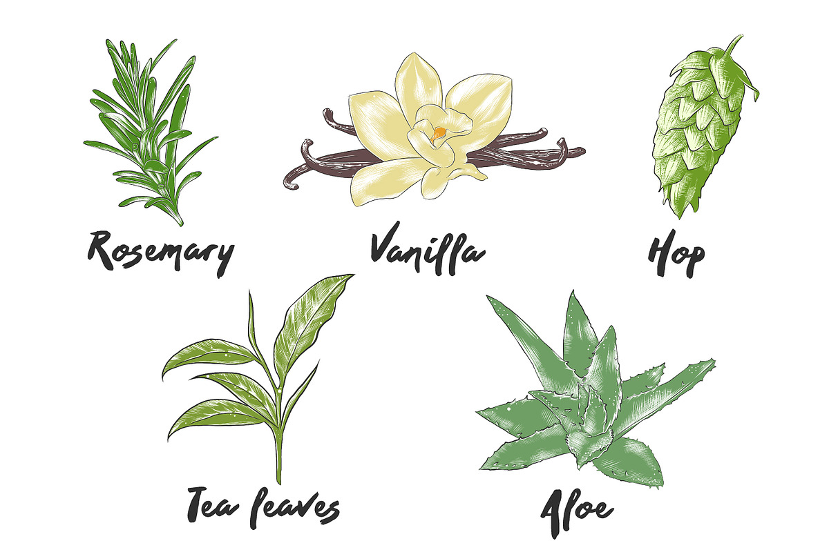 Set of 44 organic food sketches, a Food Illustration by Akimo Mia (Photo 9 of 9)