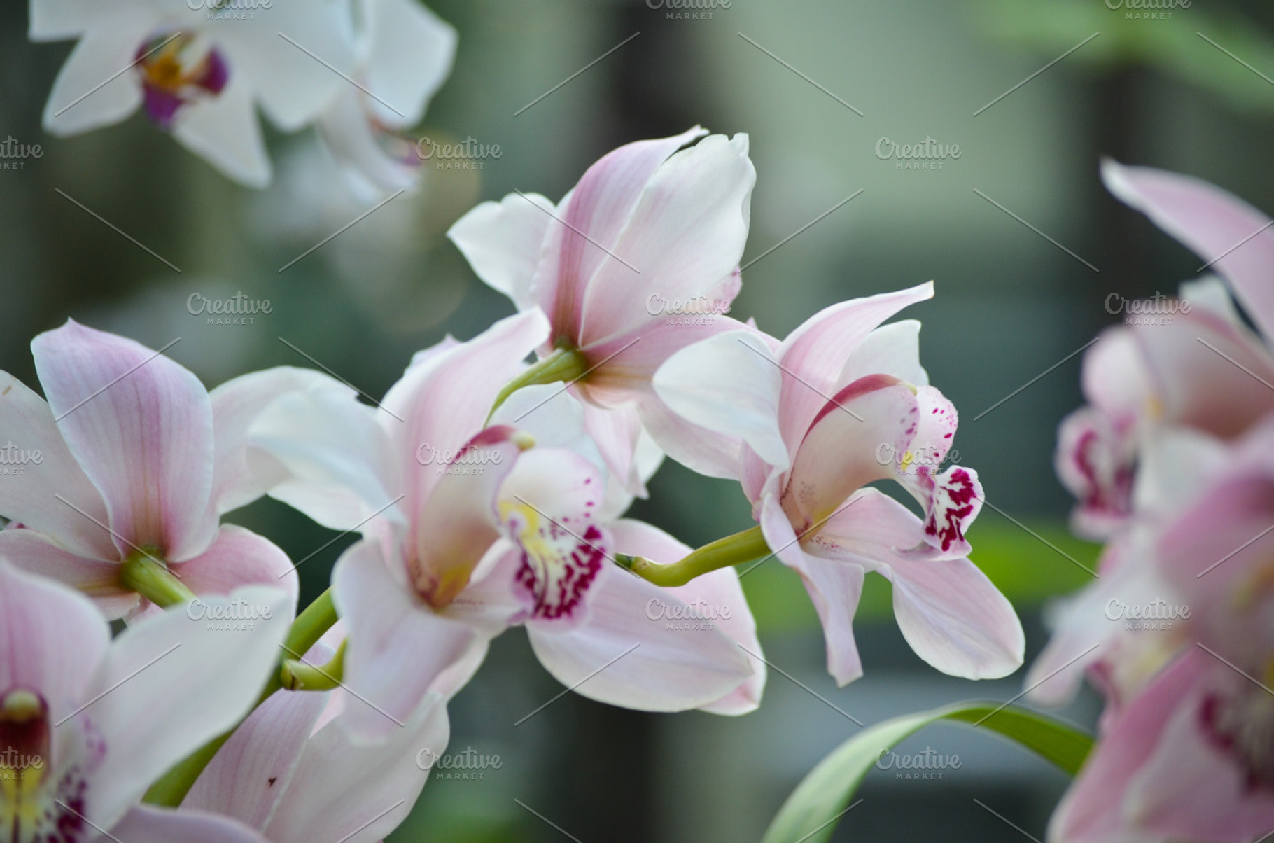 Orchid flowers featuring orchid, garden, and flowers, a Nature Photo by LaKu