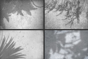 50 plants shadows, a Mockup by AnastasiyaOleynik (Thumbnail 3 of 14)