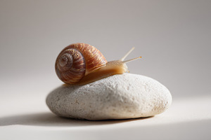 Snail Crawling on Smooth Stone, an Animal Photo by Virgo Studio
