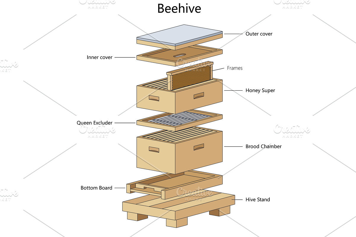 Beehive structure diagram science, an Education Illustration by AlexArt