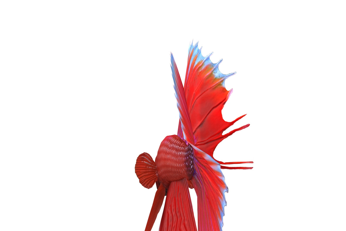 Betta Fish, an Animal 3D Model by AndrewWhite (Photo 4 of 11)