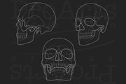 Human Skull Brush Stamp Set, a Brush Add-On by Lucrumplus (Thumbnail 4 of 4)
