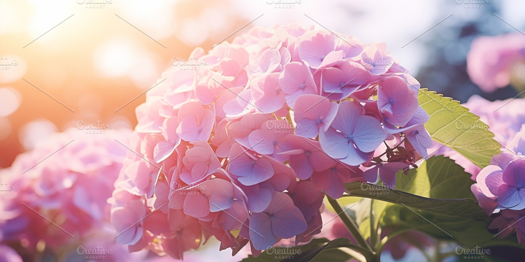 Pink Hydrangea Flowers, a Nature Photo by Iconogenic