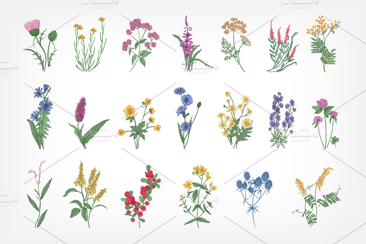 Wild flowers,herbs,herbaceous plants, a Texture Illustration by Good Studio (Photo 2 of 22)