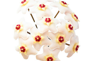 White flowers Hoya Carnosa, a Nature Photo by Vapi