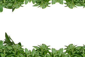 Bunch of green mint on isolated background, aromatic seasoning, a Food & Drink Photo by ndanko