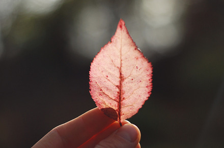 Red autumn leaf