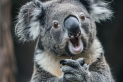 236 surprised animals, an Animal Photo by Handmadefont (Thumbnail 71 of 241)