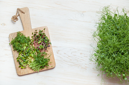 Microgreens growing, a Food & Drink Photo by natashamam