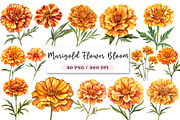 Marigold Flower Bloom Clipart, an Illustration by DreamArtGraphic (Thumbnail 1 of 4)