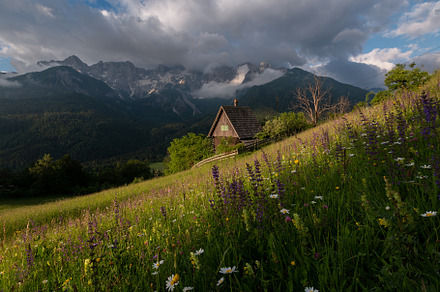 Flowers on the meadow in the mountains, a Nature Photo by Dreamy Pixel