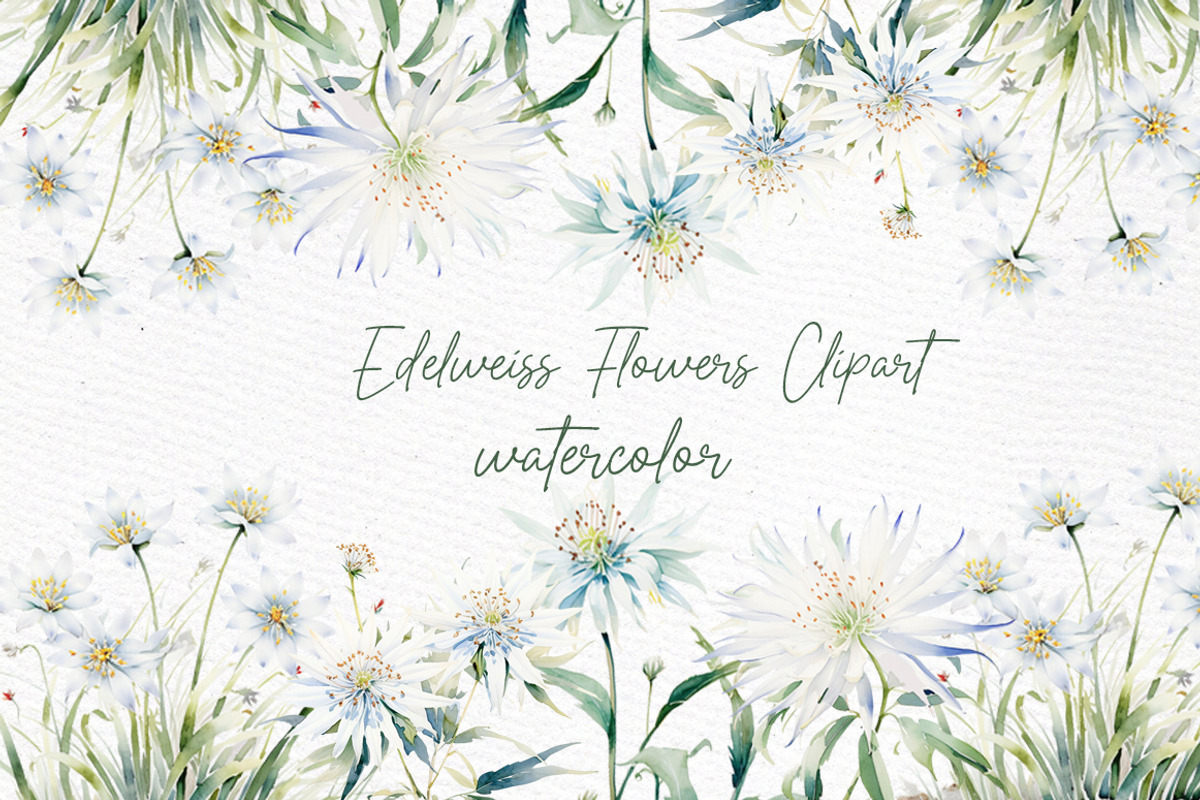 White Flowers Clipart Eucalyptus, a Decorative Illustration by LeCoqDesign (Photo 1 of 5)