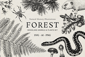 Vintage Forest Illustrations Set