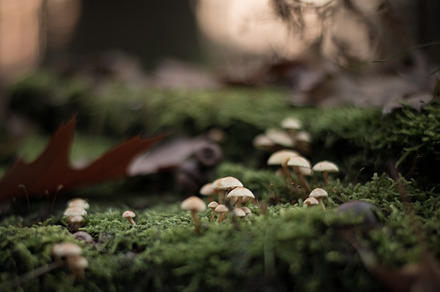 Little mushrooms stock photo containing autumn and mushrooms, a Nature Photo by Screeny's Photo Bucket