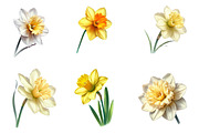Watercolor daffodil Clipart, an Illustration by Designworld (Thumbnail 3 of 5)