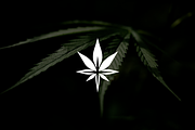 Minimalist Modern Cannabis Logo, a Branding & Logo Template by Luxury Logos (Thumbnail 2 of 4)