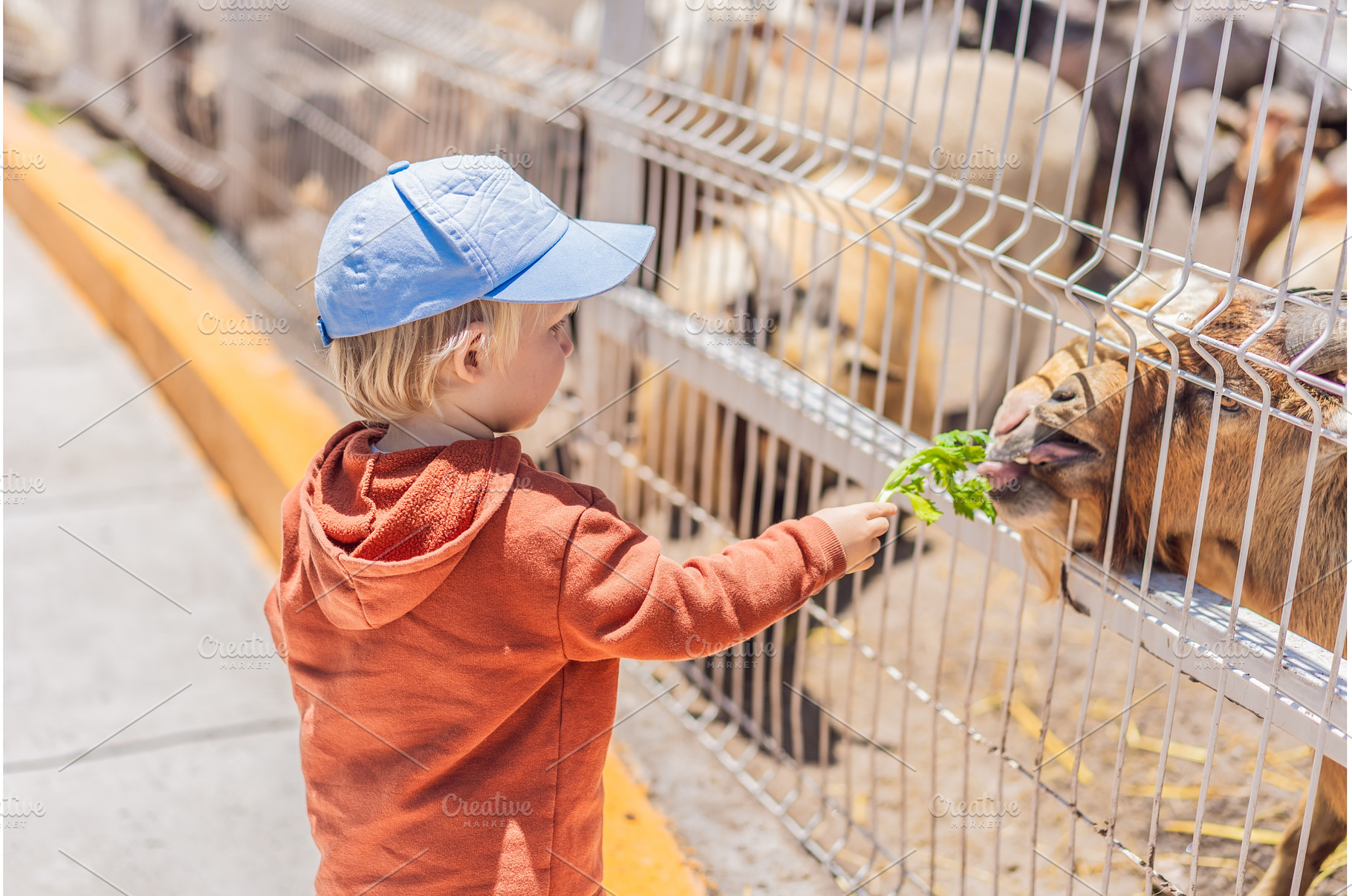 Little boy feeding goats on a farm, a Nature Photo by Elizaveta Galitskaya