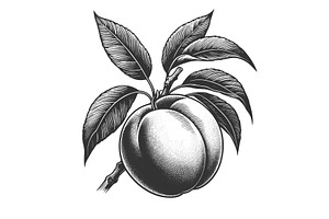 Peach Fruit Engraving Sketch Vector