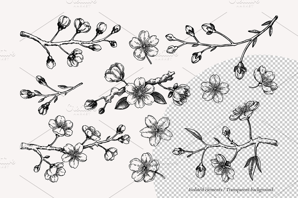 Vintage Cherry Blossom Vector Set, an Object Graphic by Yevheniia (Photo 4 of 9)