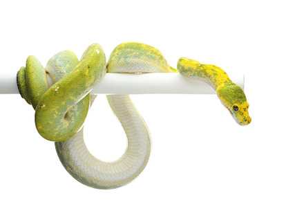 Green tree python featuring animal, attack, and background, an Animal ...
