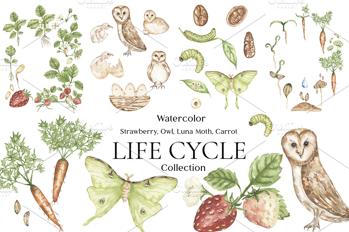 Watercolor Life Cycle Bundle 2, an Education Illustration by MayaNavits (Photo 2 of 14)