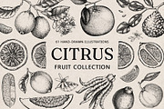 Citrus Fruit Vector Illustration Set, a Food Illustration by Yevheniia (Thumbnail 1 of 11)
