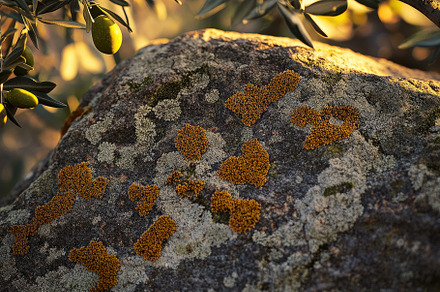 Natural Textured Rock with Olive, a Nature Photo by Virgo Studio
