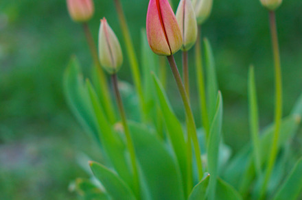 Springtime Blossom