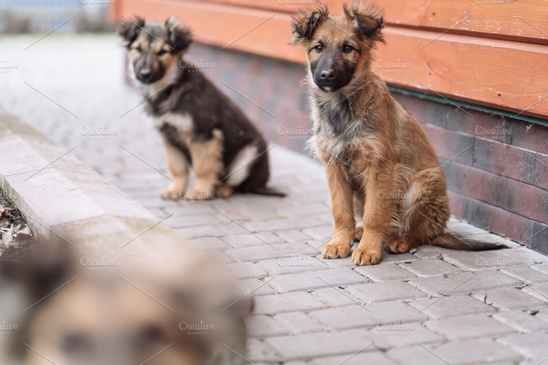 Group of Small Puppies Sitting Near Wooden Wall, an Animal Photo by Red Hot Chili Pepper Shop