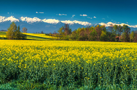 Corn Stock Photograph preview 5