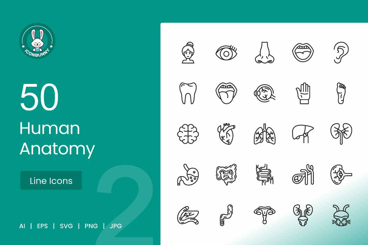 50 Human Anatomy Icons, an Icon by IconBunny (Photo 1 of 2)