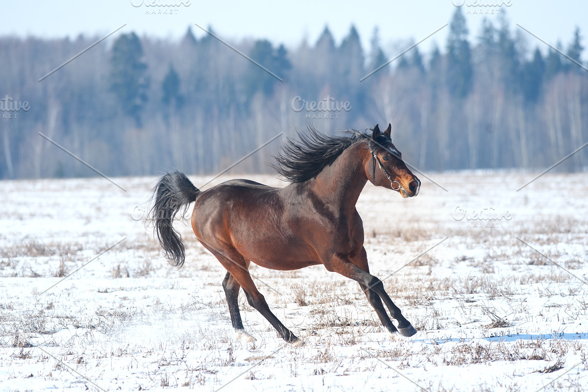Bay horse runs free in winter, a Photo by Olgait (Photo 1 of 2)