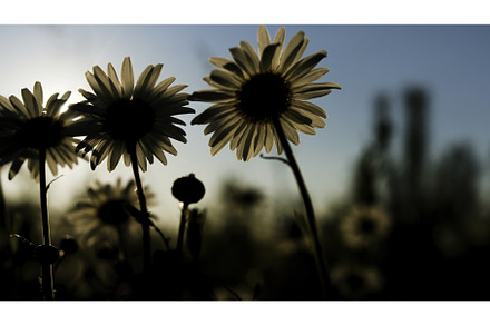 Bright sunny flowers. Creative.Green, a Nature Photo by Media Whale Stock