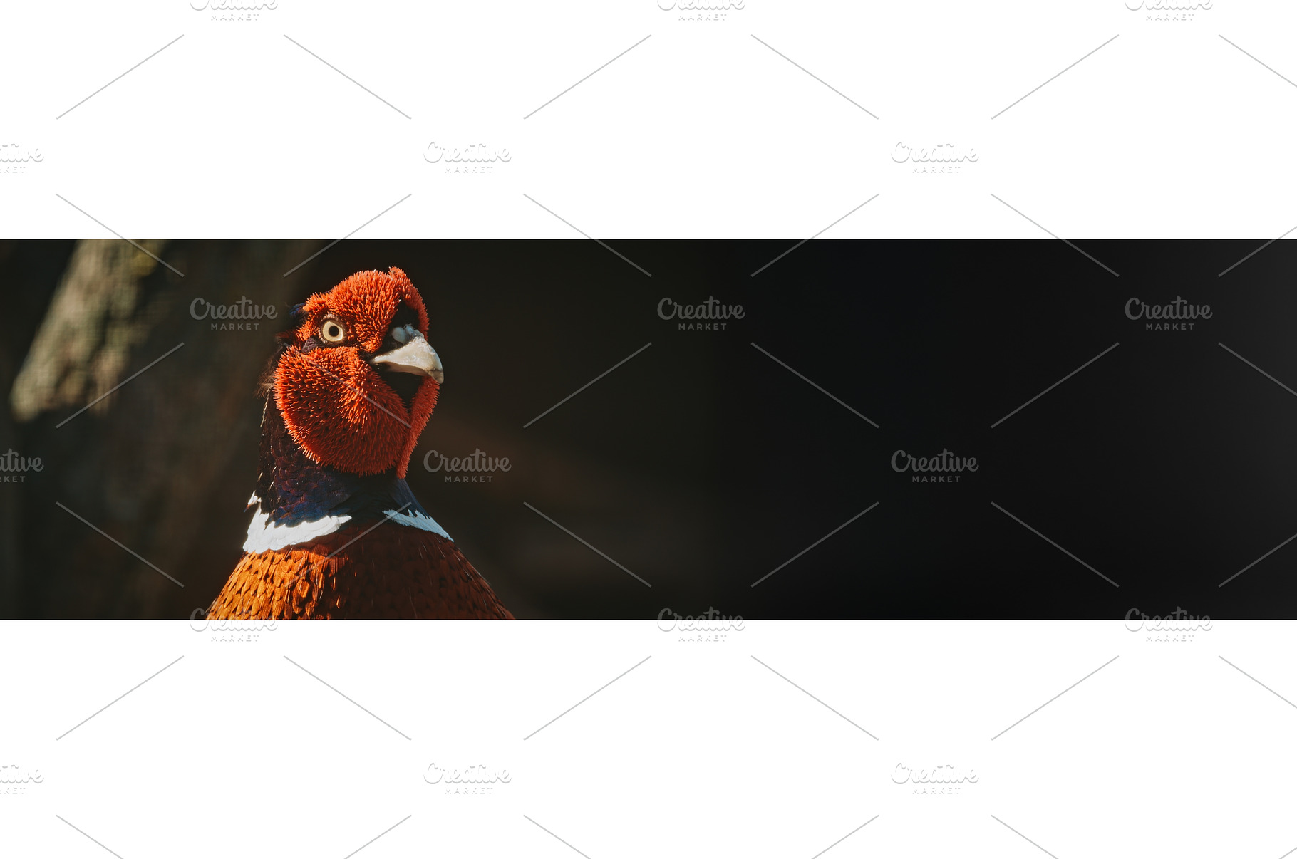 Male common pheasant - Phasianus, an Animal Photo by Our Amazing World