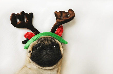 Pug with Christmas horns on white