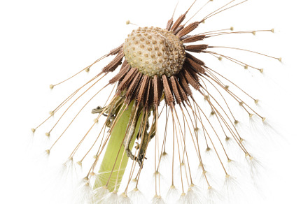 Close-up of a dandelion in the seed ripening phase, most of whic