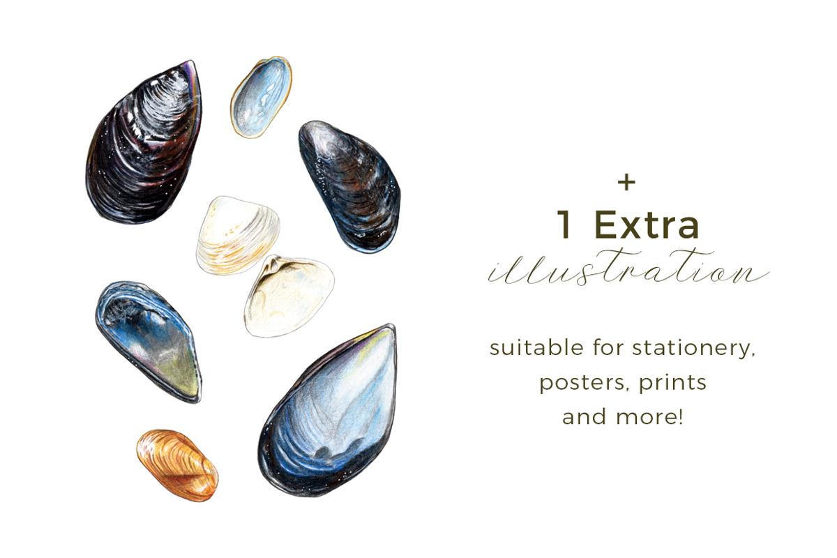 Hand-painted Seashells | 7 cliparts, an Illustration by Miriam Figueras (Photo 3 of 3)