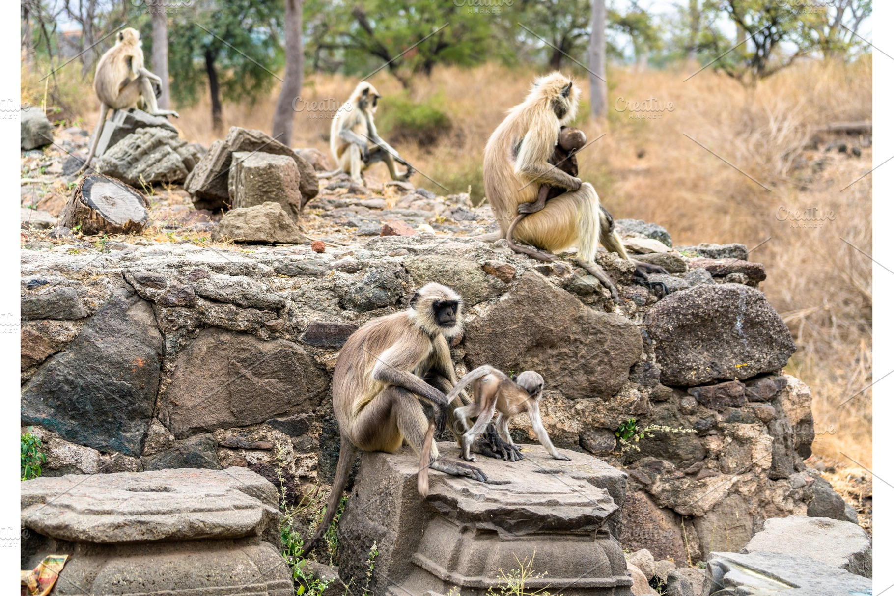 Gray langur monkeys at daulatabad fort in india containing india, monkey, and, an Animal Photo by Leonid Andronov