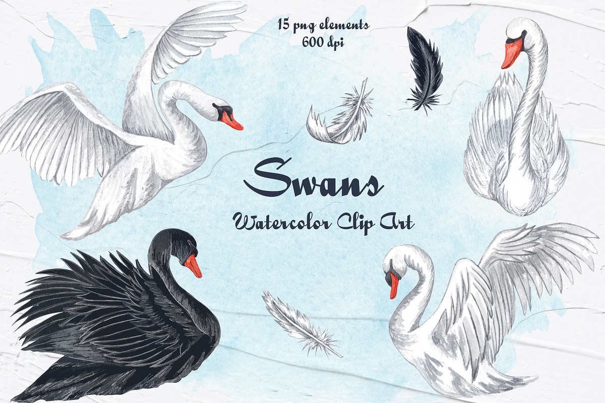 Swans Watercolor Clip Art, an Animal Illustration by BarvArt (Photo 1 of 4)