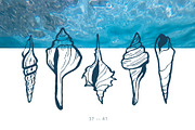 Seashells Hand drawn vector elements, a Seasonal Illustration by Lena Nikolaeva (Thumbnail 10 of 14)
