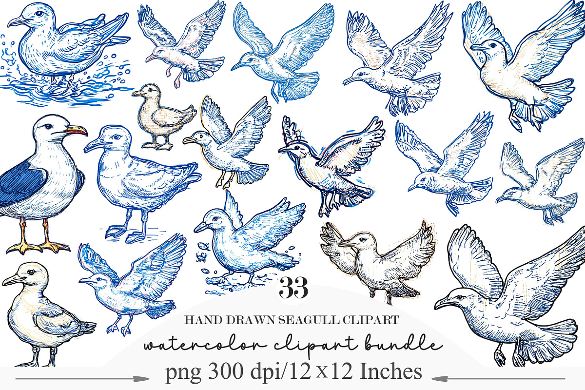 Hand Drawn Seagull Clipart PNG, an Illustration by Designking (Photo 1 of 4)