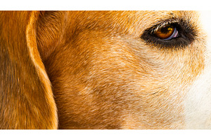 Beagle purebred dog close-up, an Animal Photo by MadPhotos