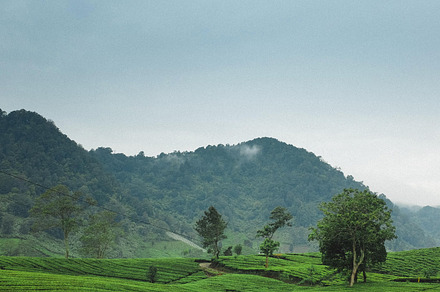 Tea garden containing tea, garden, and nature