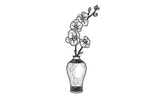 Orchid In Vase Sketch Vector