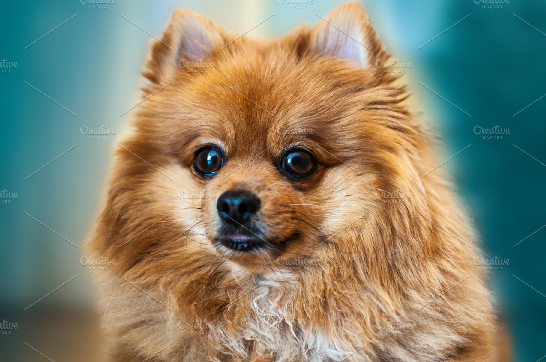 Spitz dog,Spitz Pomeranian, an Animal Photo by OXYMORON 